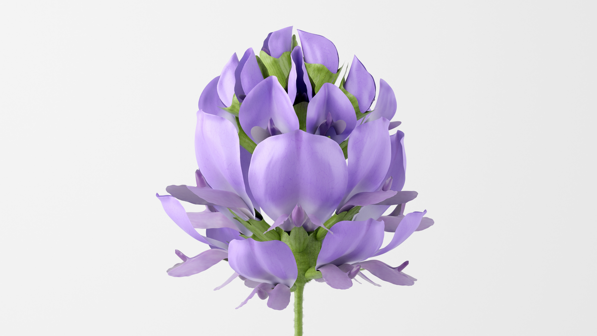白い背景に横たえた、紫色の小さな花をつけた枝