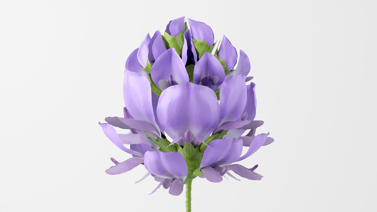 白い背景に置かれた紫色の小さな花