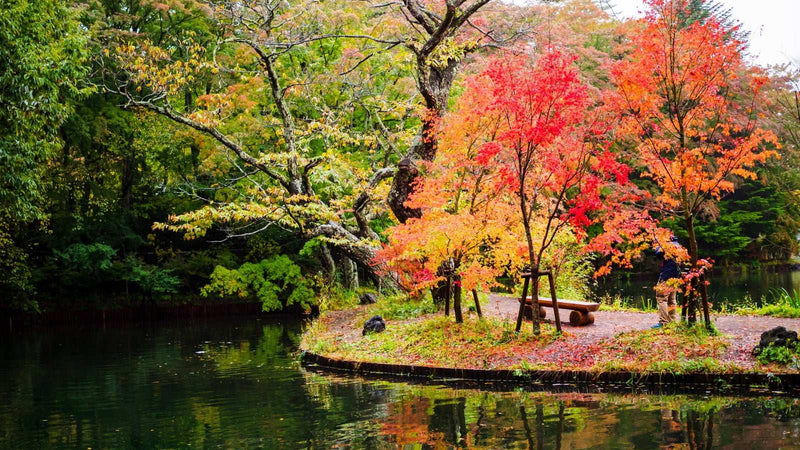 色づいたもみじと緑の木々に囲まれた池のほとりに、木のベンチが置かれた秋の庭園